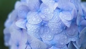 Preview wallpaper hydrangea, blue, drops, dew, macro, inflorescence