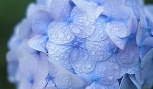 Preview wallpaper hydrangea, blue, drops, dew, macro, inflorescence