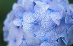 Preview wallpaper hydrangea, blue, drops, dew, macro, inflorescence