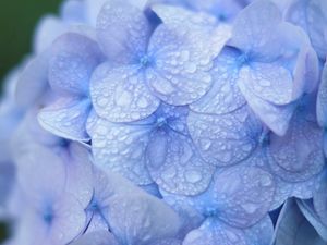 Preview wallpaper hydrangea, blue, drops, dew, macro, inflorescence