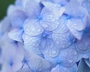 Preview wallpaper hydrangea, blue, drops, dew, macro, inflorescence