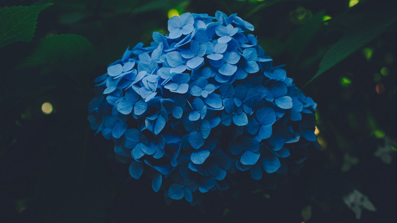 Wallpaper hydrangea, blue, inflorescence, leaves, bush, blur