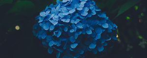 Preview wallpaper hydrangea, blue, inflorescence, leaves, bush, blur