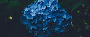 Preview wallpaper hydrangea, blue, inflorescence, leaves, bush, blur