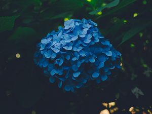 Preview wallpaper hydrangea, blue, inflorescence, leaves, bush, blur