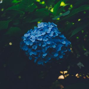 Preview wallpaper hydrangea, blue, inflorescence, leaves, bush, blur