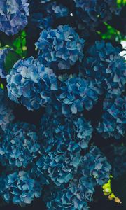 Preview wallpaper hydrangea, blue, inflorescence, petals