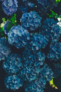 Preview wallpaper hydrangea, blue, inflorescence, petals