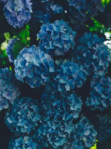 Preview wallpaper hydrangea, blue, inflorescence, petals