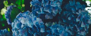 Preview wallpaper hydrangea, blue, inflorescence, petals
