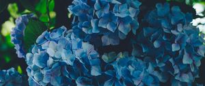 Preview wallpaper hydrangea, blue, inflorescence, petals