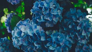 Preview wallpaper hydrangea, blue, inflorescence, petals