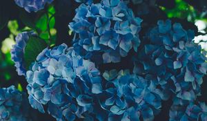 Preview wallpaper hydrangea, blue, inflorescence, petals