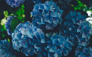 Preview wallpaper hydrangea, blue, inflorescence, petals
