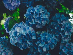 Preview wallpaper hydrangea, blue, inflorescence, petals