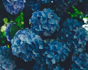 Preview wallpaper hydrangea, blue, inflorescence, petals