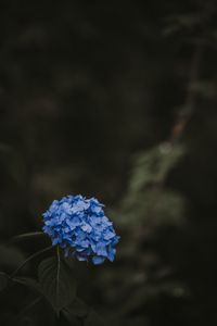 Preview wallpaper hydrangea, blue, inflorescence, leaves, blur