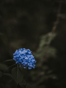 Preview wallpaper hydrangea, blue, inflorescence, leaves, blur