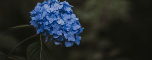 Preview wallpaper hydrangea, blue, inflorescence, leaves, blur