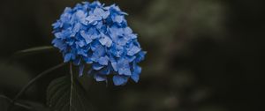 Preview wallpaper hydrangea, blue, inflorescence, leaves, blur