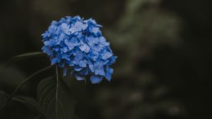Preview wallpaper hydrangea, blue, inflorescence, leaves, blur