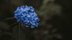 Preview wallpaper hydrangea, blue, inflorescence, leaves, blur