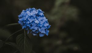 Preview wallpaper hydrangea, blue, inflorescence, leaves, blur