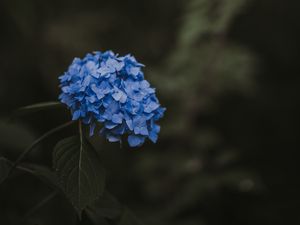 Preview wallpaper hydrangea, blue, inflorescence, leaves, blur