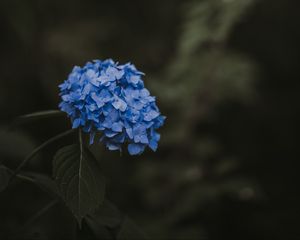 Preview wallpaper hydrangea, blue, inflorescence, leaves, blur