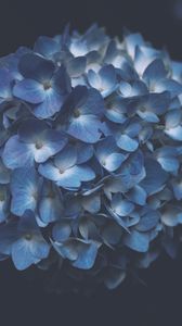 Preview wallpaper hydrangea, blue, macro, inflorescence