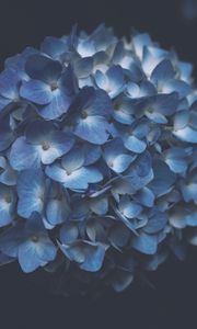 Preview wallpaper hydrangea, blue, macro, inflorescence