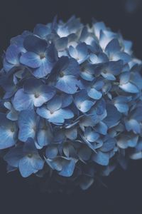 Preview wallpaper hydrangea, blue, macro, inflorescence