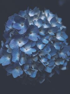 Preview wallpaper hydrangea, blue, macro, inflorescence