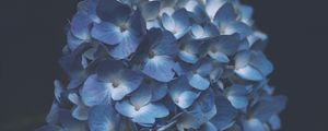 Preview wallpaper hydrangea, blue, macro, inflorescence