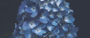 Preview wallpaper hydrangea, blue, macro, inflorescence