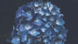 Preview wallpaper hydrangea, blue, macro, inflorescence