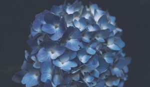 Preview wallpaper hydrangea, blue, macro, inflorescence