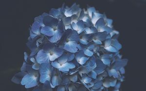 Preview wallpaper hydrangea, blue, macro, inflorescence