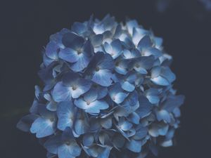 Preview wallpaper hydrangea, blue, macro, inflorescence