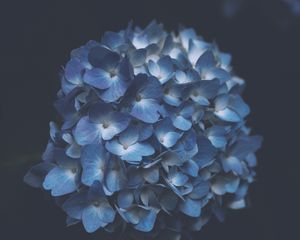 Preview wallpaper hydrangea, blue, macro, inflorescence