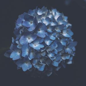 Preview wallpaper hydrangea, blue, macro, inflorescence