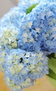 Preview wallpaper hydrangea, bouquet, vase, close-up