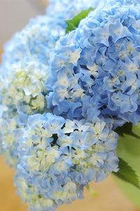 Preview wallpaper hydrangea, bouquet, vase, close-up