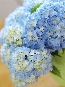 Preview wallpaper hydrangea, bouquet, vase, close-up