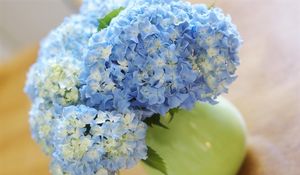 Preview wallpaper hydrangea, bouquet, vase, close-up