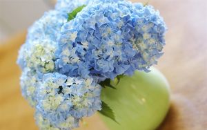 Preview wallpaper hydrangea, bouquet, vase, close-up