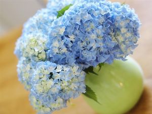 Preview wallpaper hydrangea, bouquet, vase, close-up