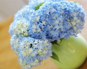 Preview wallpaper hydrangea, bouquet, vase, close-up