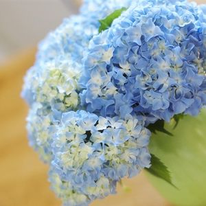 Preview wallpaper hydrangea, bouquet, vase, close-up