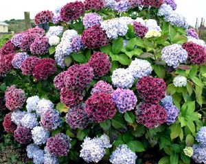 Preview wallpaper hydrangea, bush, colorful, beautifully